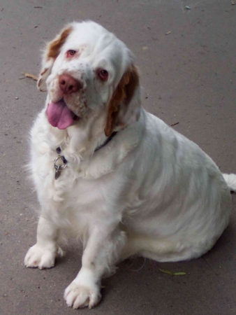 Adelayde Doll Siola Fantazie