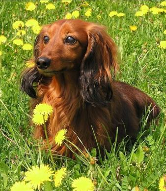 JOLLY (ICH. Ythos vom Rainerschlössl)