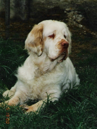 Alison Darling - Elinka