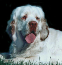 Briana Bohemia Clumber