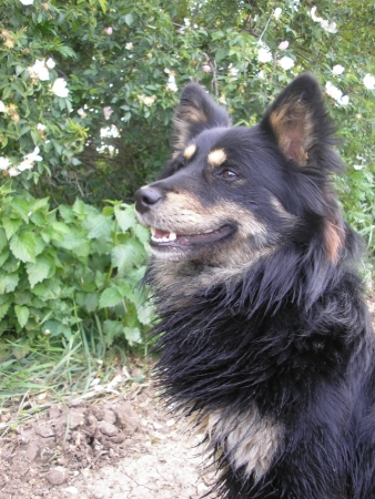 Charlie B.R. (Cic·k)