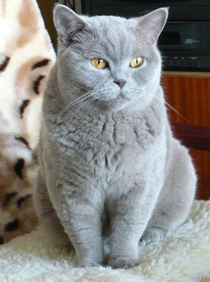 Yuwella First Chance - Kačenka