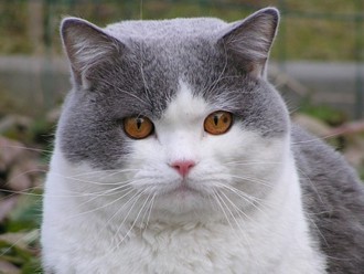 IC Fanfan Tulip de Eminence - Elísek