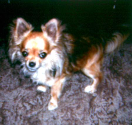 Kalupinka z Krkonosských luk malá Kalu