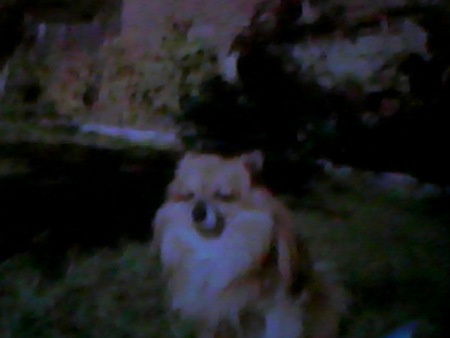 Puelčé z Neustejna- Pulísek